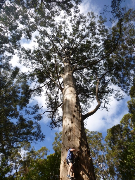 Gloucester tree - 53 mètres à escalader