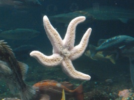 72. Aquarium Vancouver