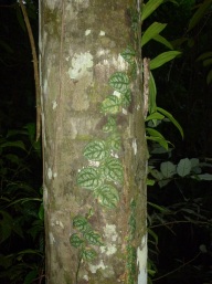 26-decouverte-de-la-faune-amazonienne-ici-une-plante-mortelle-parmi-dautres