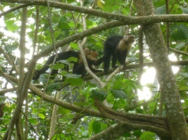 Costa Rica - Parc Cahuita - Singes à tête blanche